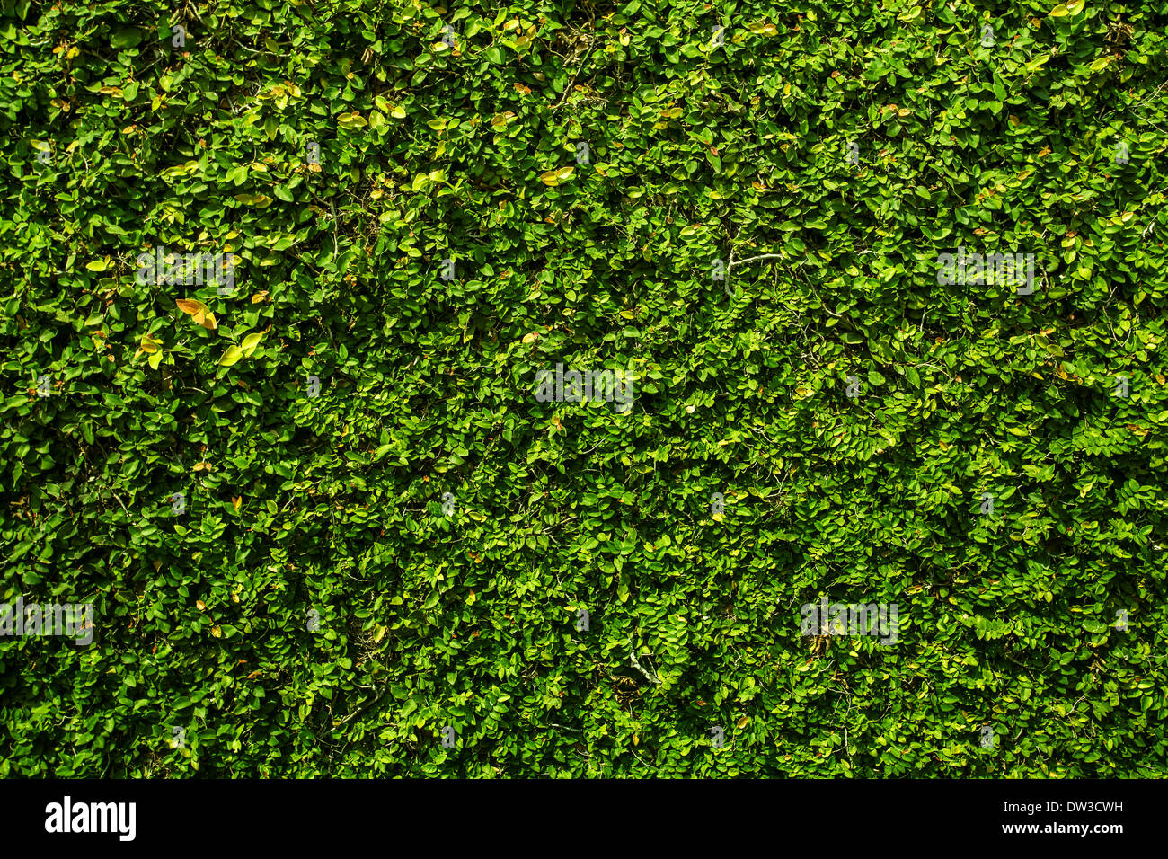 Tissu de fond vert Banque D'Images