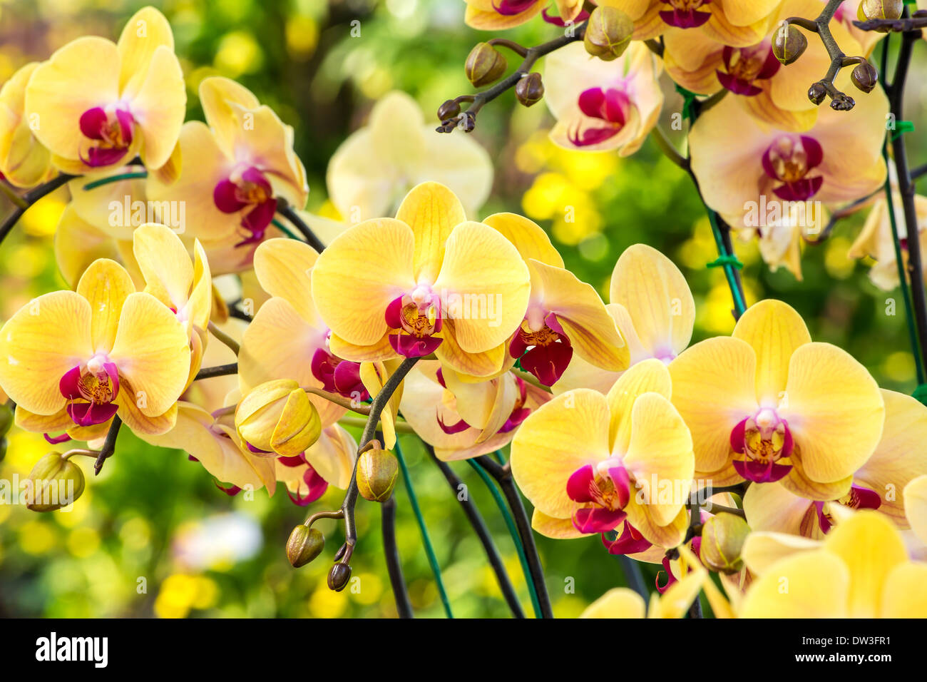 Belles fleurs jaune orchid closeup Banque D'Images