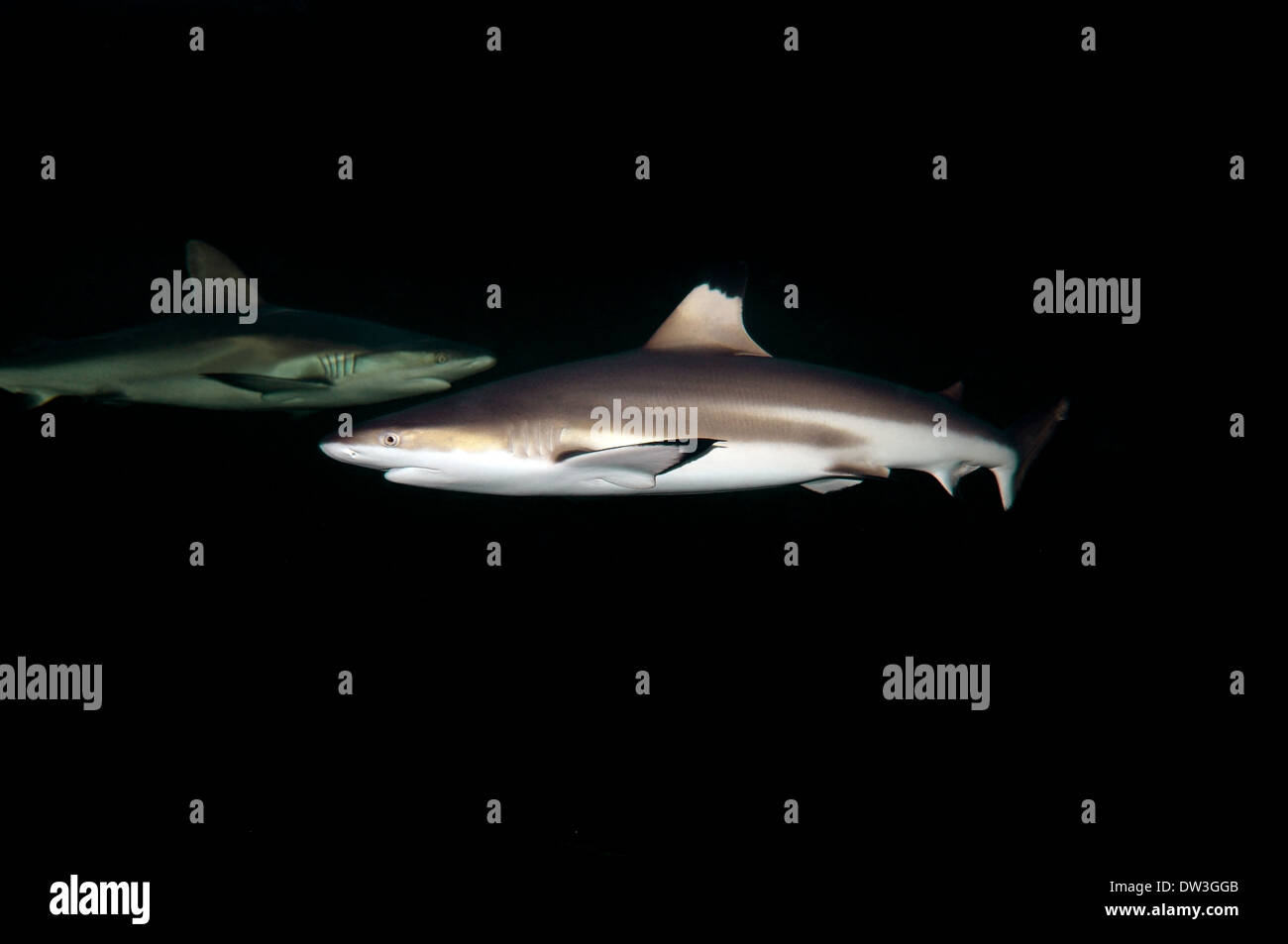 Blacktip shark (Carcharhinus limbatus) plongée de nuit, Red Sea, Egypt Banque D'Images