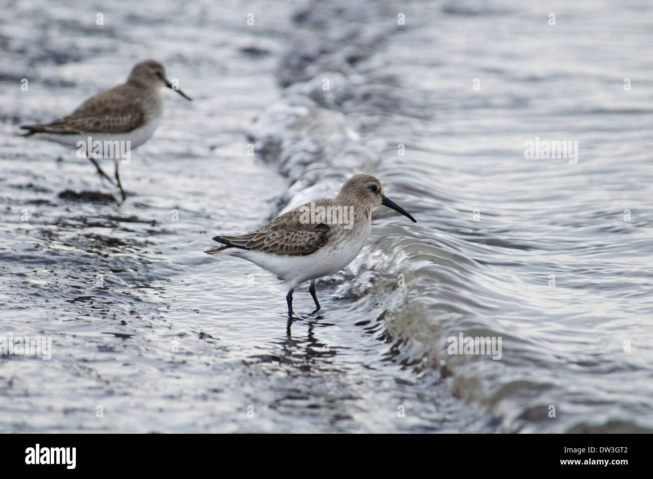 Le Bécasseau variable (Calidris alpina), deux adultes en plumage d'hiver de patauger dans le surf line à Filey Brigg, Yorkshire du Nord. Novembre. Banque D'Images