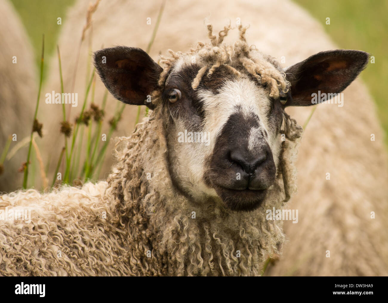 Portrait d'un mouton Wensleydale. Banque D'Images