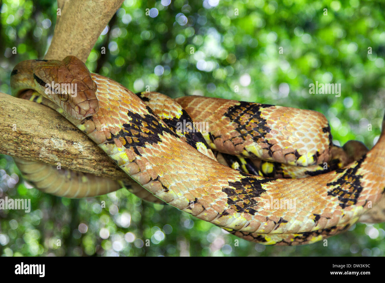 Pit Viper Snake Mountain ( Ovophis monticola ) en Malaisie Banque D'Images