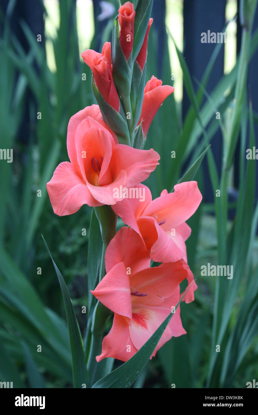 Haut rose glaïeul plante aux fleurs nouvelles offres Banque D'Images