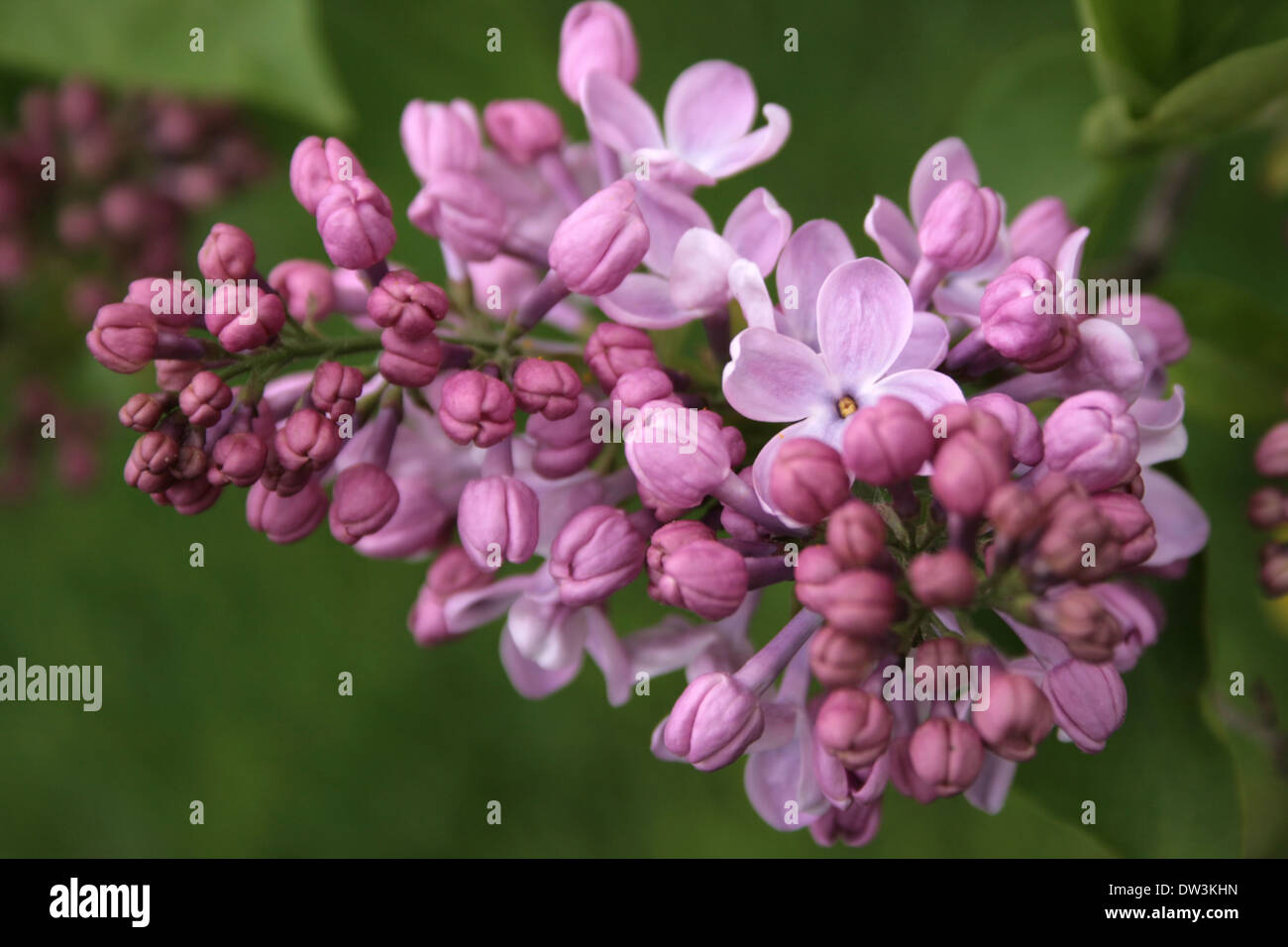 Gros plan des lilas en fleurs au printemps, la direction générale de Bush Banque D'Images