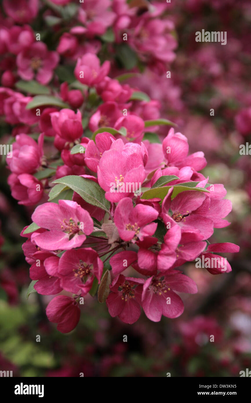 La direction générale d'arbres en fleurs rose au printemps Banque D'Images