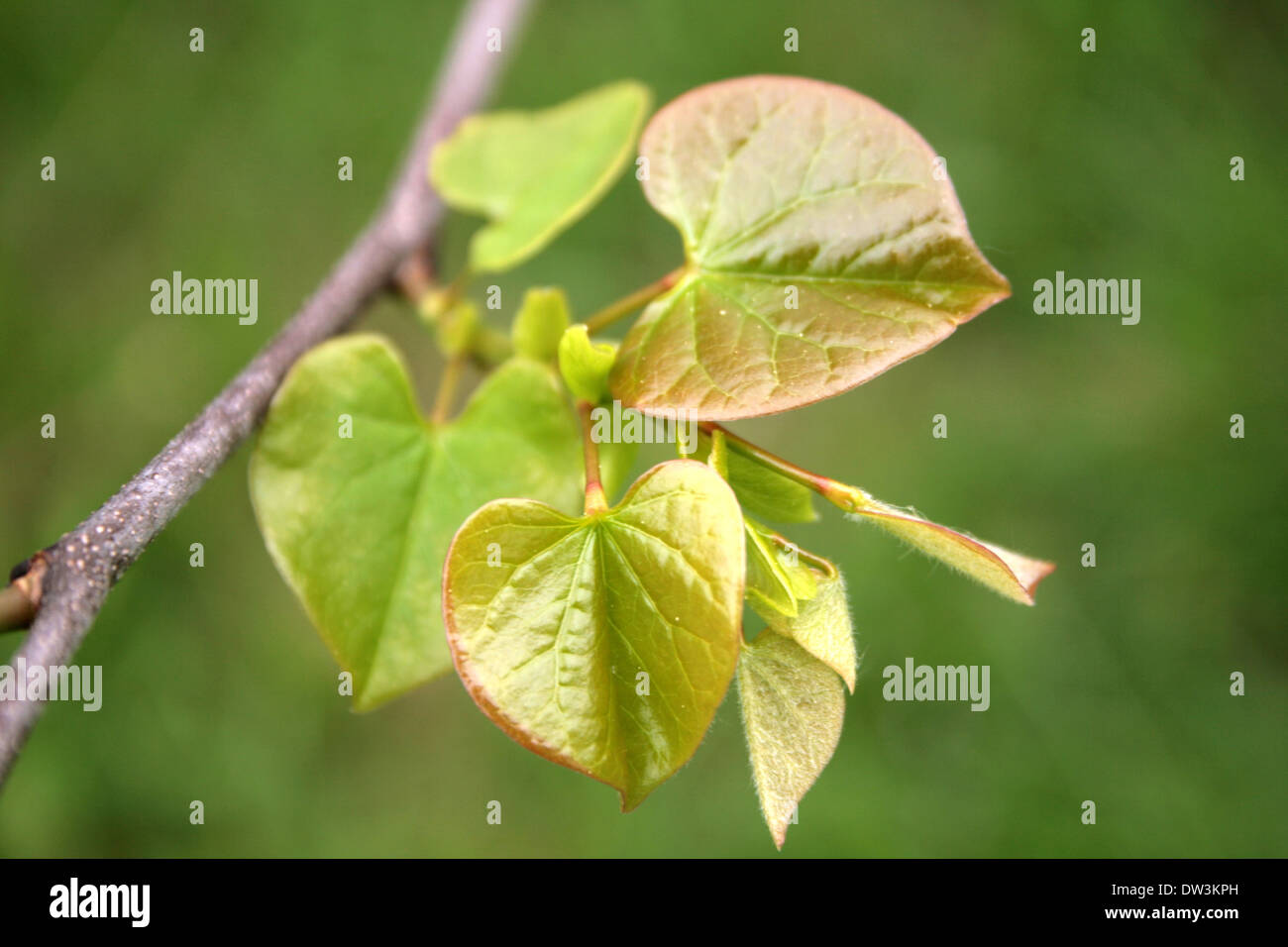 Les jeunes feuilles de l'arbre vert printemps Banque D'Images