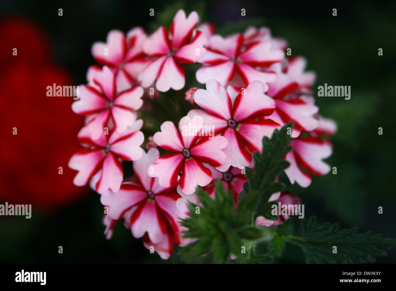 Rouge foncé et rose verveine fleurs cluster dans le jardin Banque D'Images