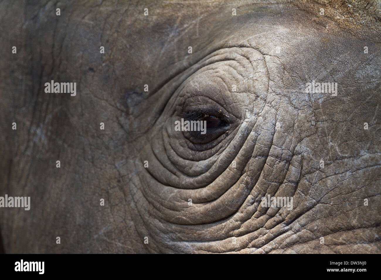 Le rhinocéros noir ou un crochet-lipped Rhinoceros (Diceros bicornis) eye Banque D'Images