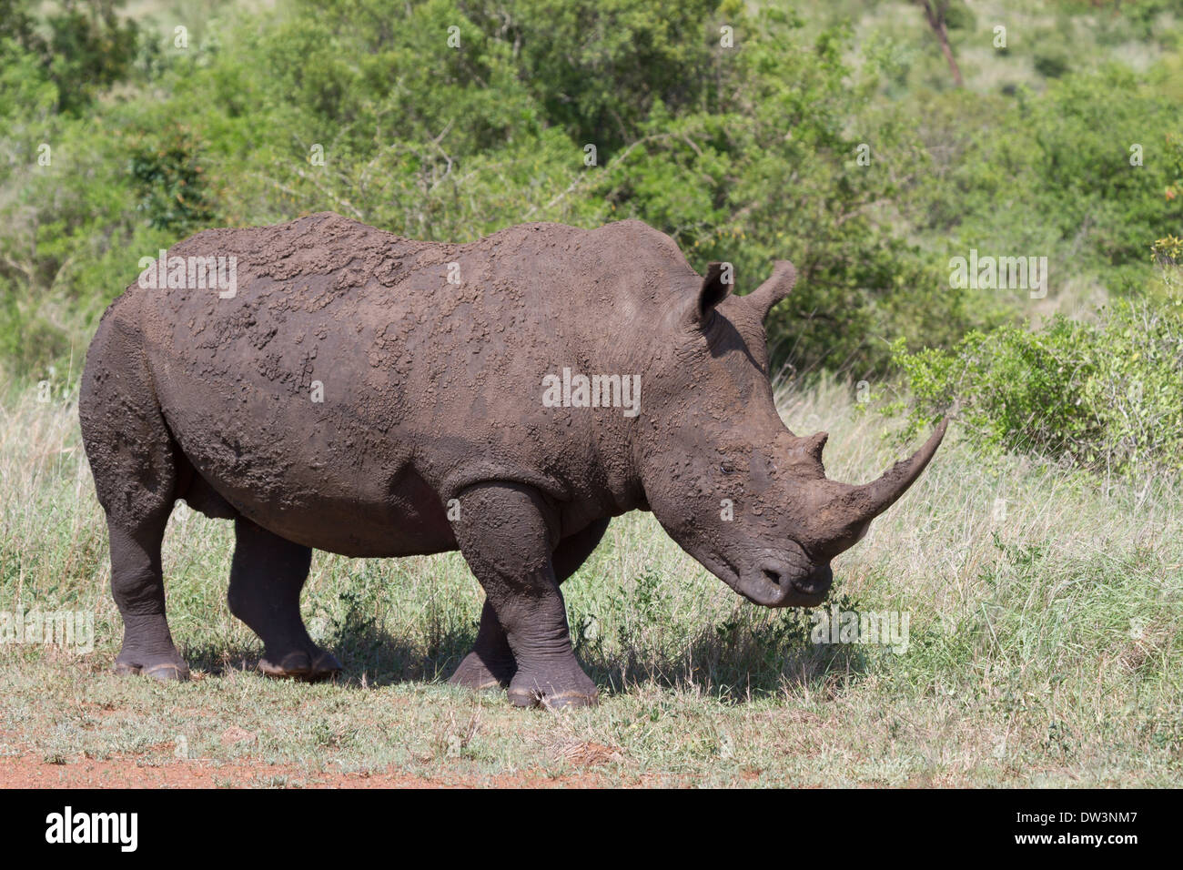 Rhinocéros blanc ou Square-lipped Rhinoceros (Ceratotherium simum) Banque D'Images