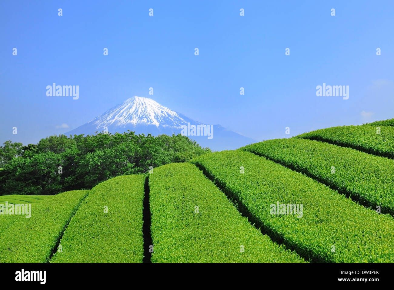 Vue du Mont Fuji Banque D'Images