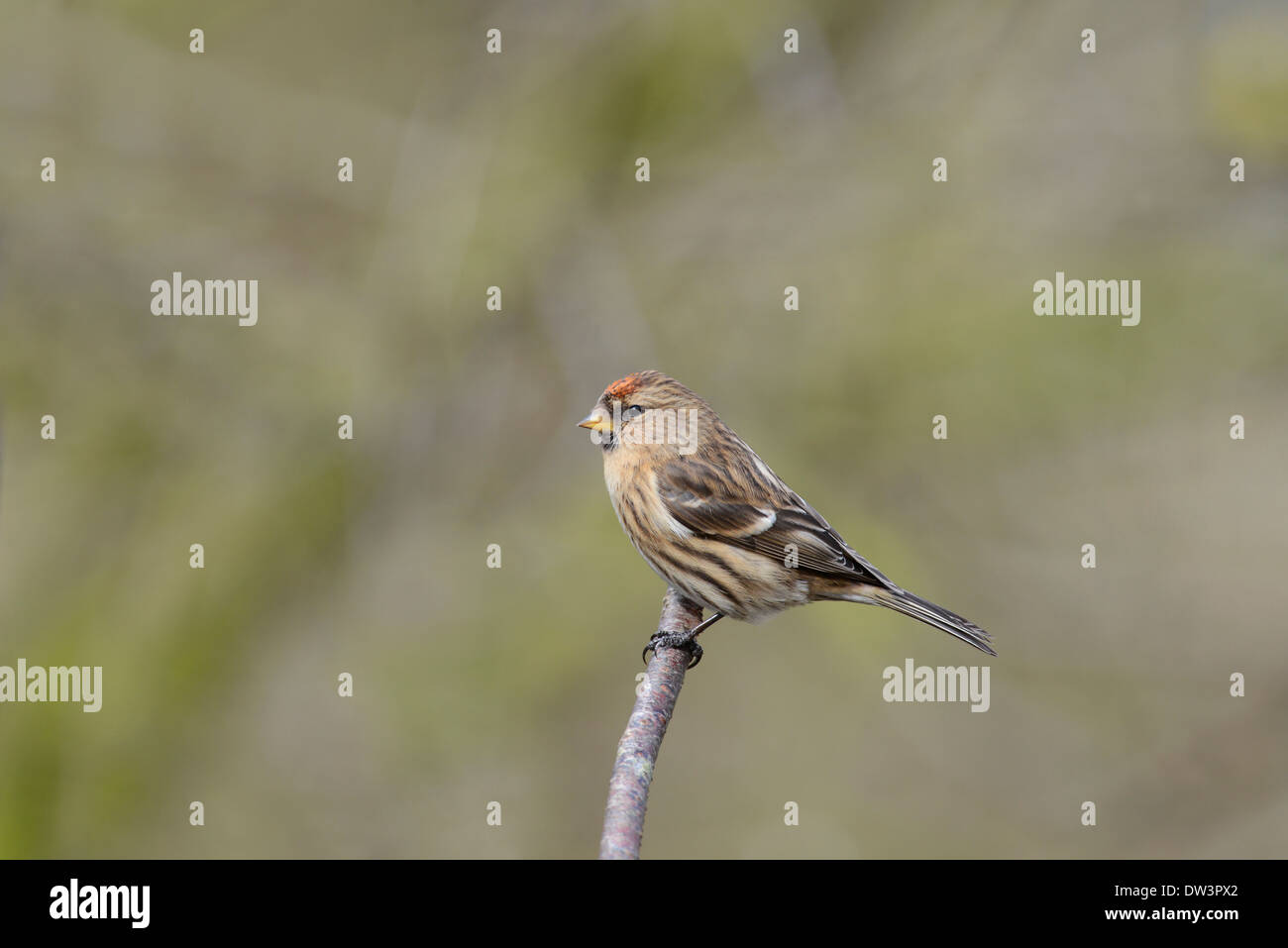 Petit redpoll (cabaret Acanthis) perché sur une branche. Banque D'Images