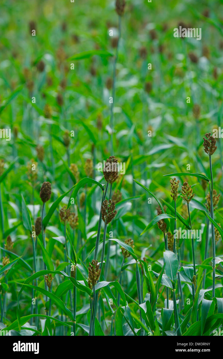 Un champ de blé, de sorgho dans les régions rurales de l'Ouganda. Le sorgho blé est un aliment de base dans la région. Banque D'Images