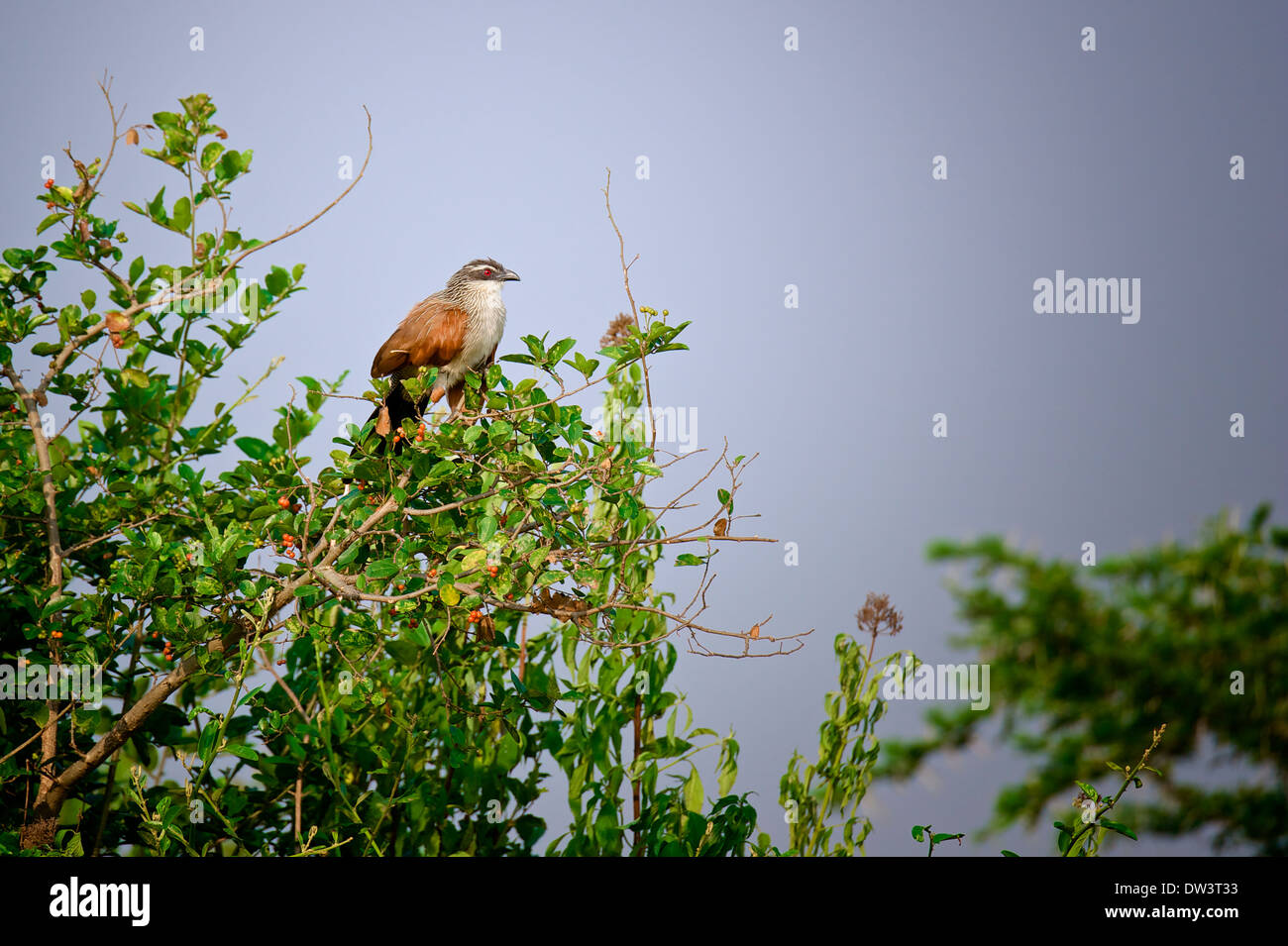 Un coucal à sourcils blancs (Centropus superciliosus), un membre de la famille coucou, perché sur un arbre. Banque D'Images