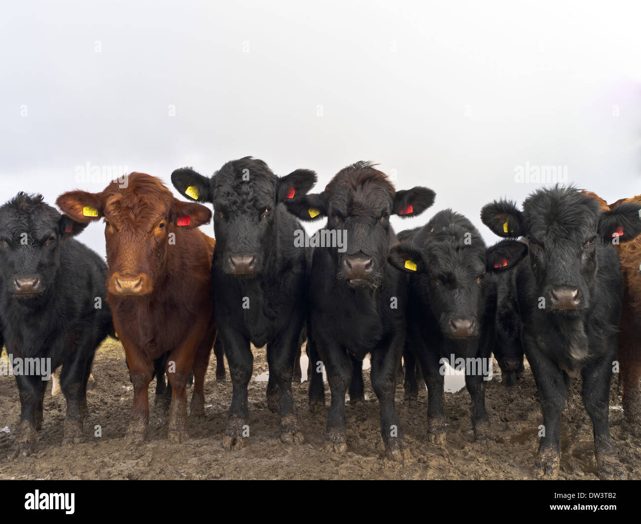 dh vaches BOVINS Royaume-Uni ligne de vaches regardant le visage sur le royaume-uni boeuf ecosse troupeau caméra Banque D'Images