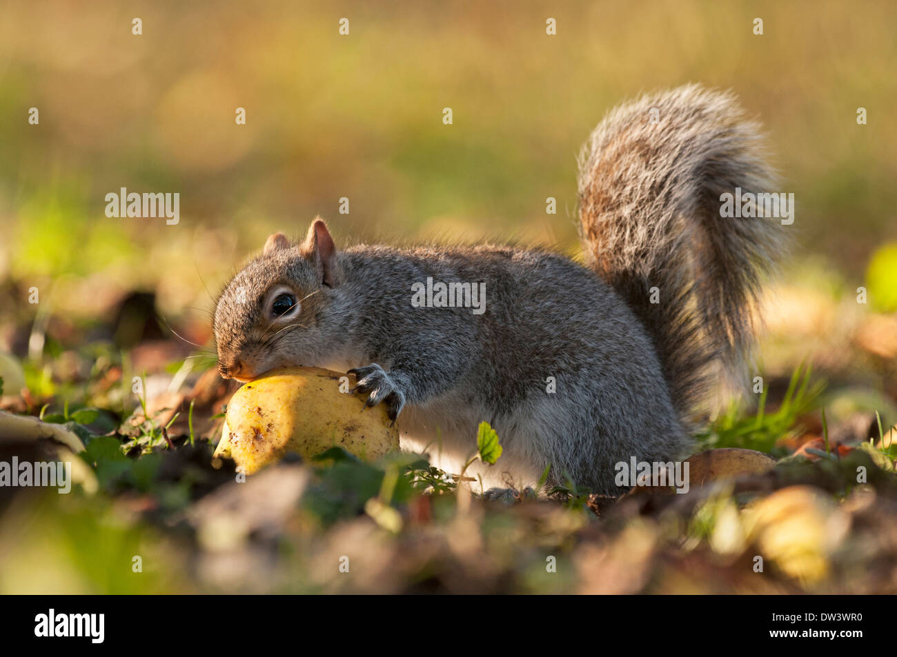 L'écureuil gris (Sciurus carolinensis), eating apple, Norfolk, Hiver Banque D'Images