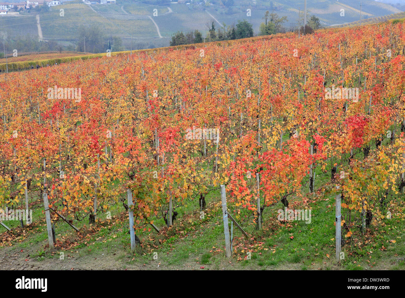 Farm Winery vignoble dans la région des Langhe, Piémont, Italie Banque D'Images