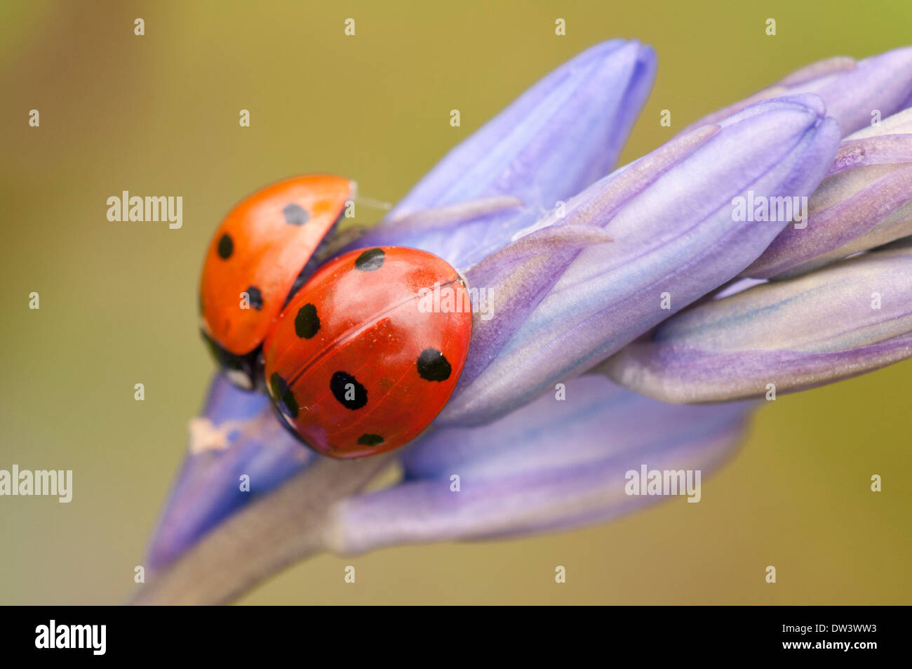 Spot 7 coccinelles, (Coccinella 7-punctata), sur l'anglais Bluebell, Hyacinthoides non-scripta, Wayland Wood, Norfolk, en mai. Banque D'Images