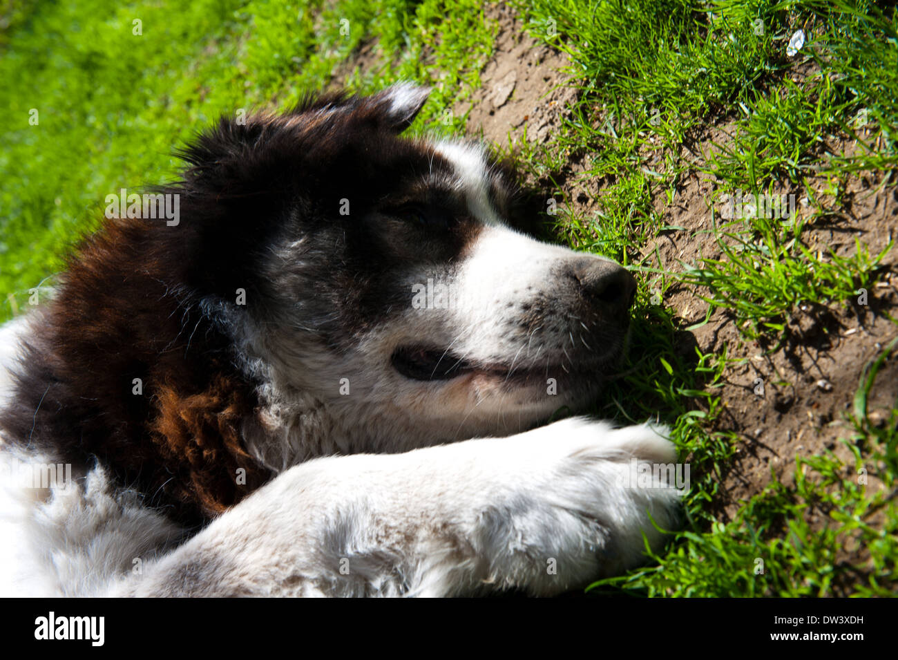Chien Berger Des Carpates Banque Dimages Photo Stock