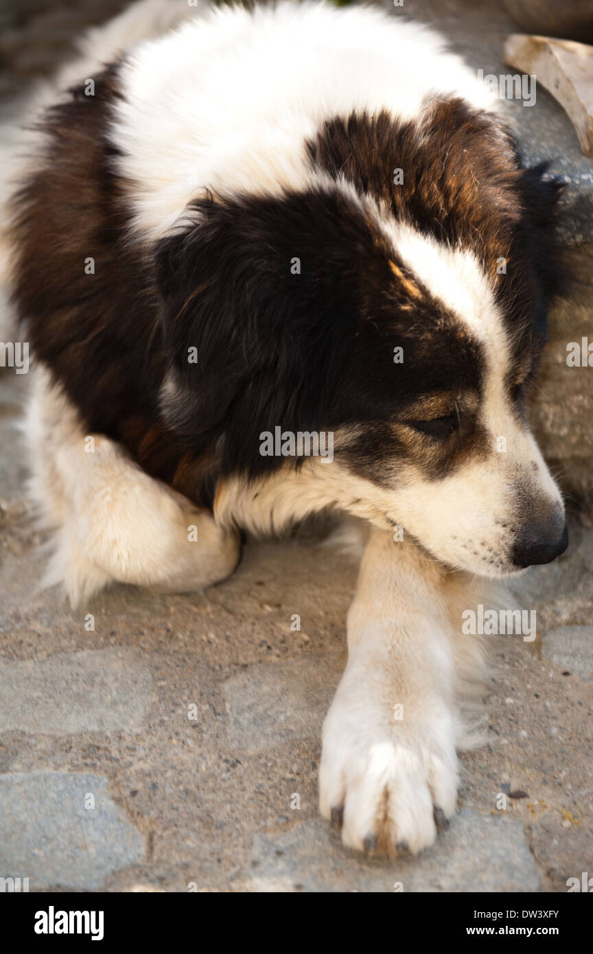 Chien De Berger Des Carpates Photos Chien De Berger Des