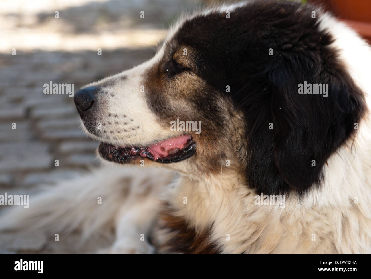 Chien Berger Des Carpates Banque Dimages Photo Stock