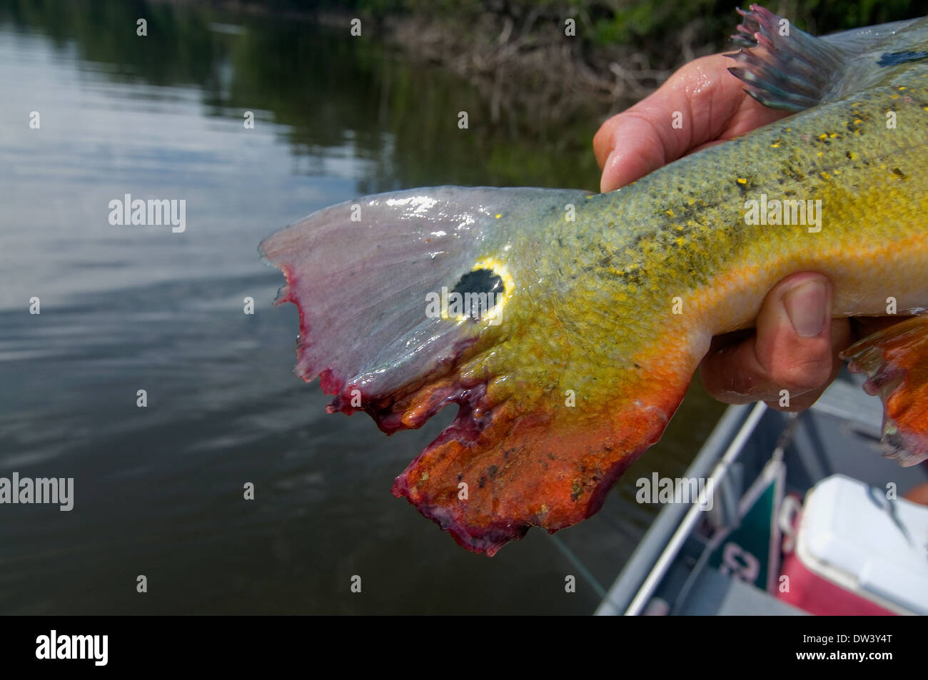 Pris dans une lagune dans le bassin de la rivière amazonienne du Brésil, le  grand peacock bass' dérive sanglante affiche les morsures de piranha Photo  Stock - Alamy