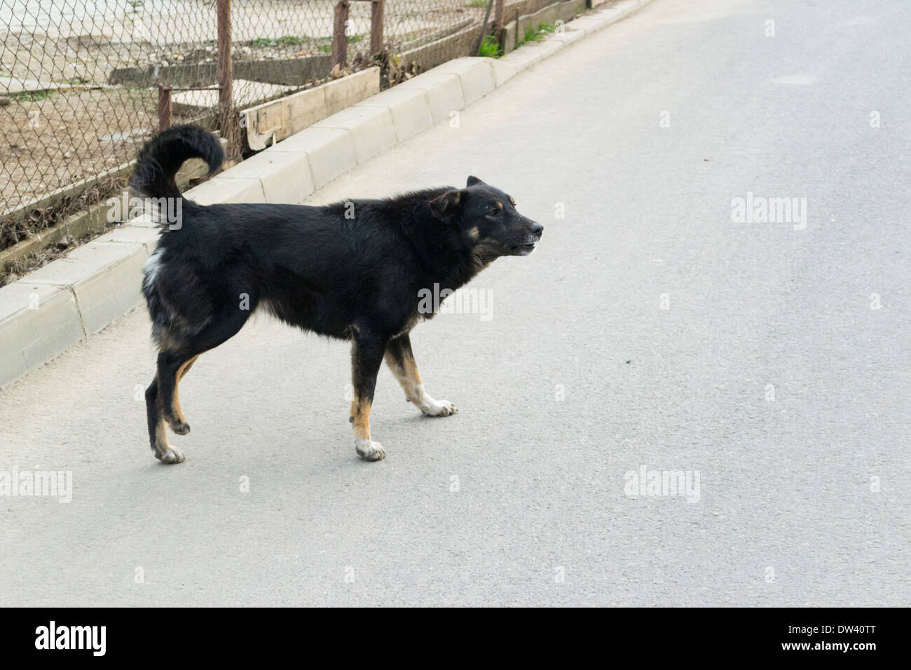 Chien Noir (Canis lupus familiaris) Banque D'Images