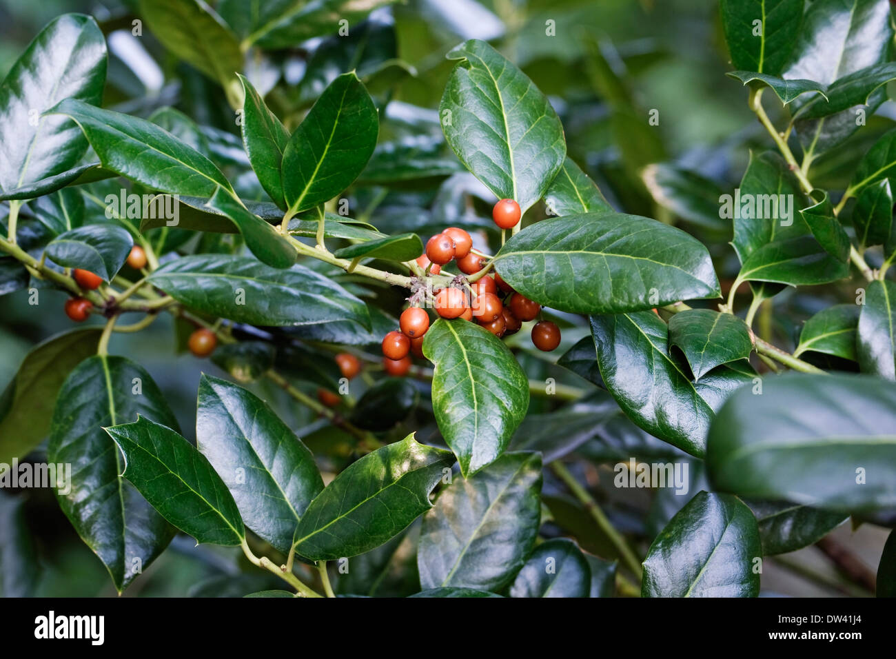 Le houx (Ilex cornuta chinois) Banque D'Images