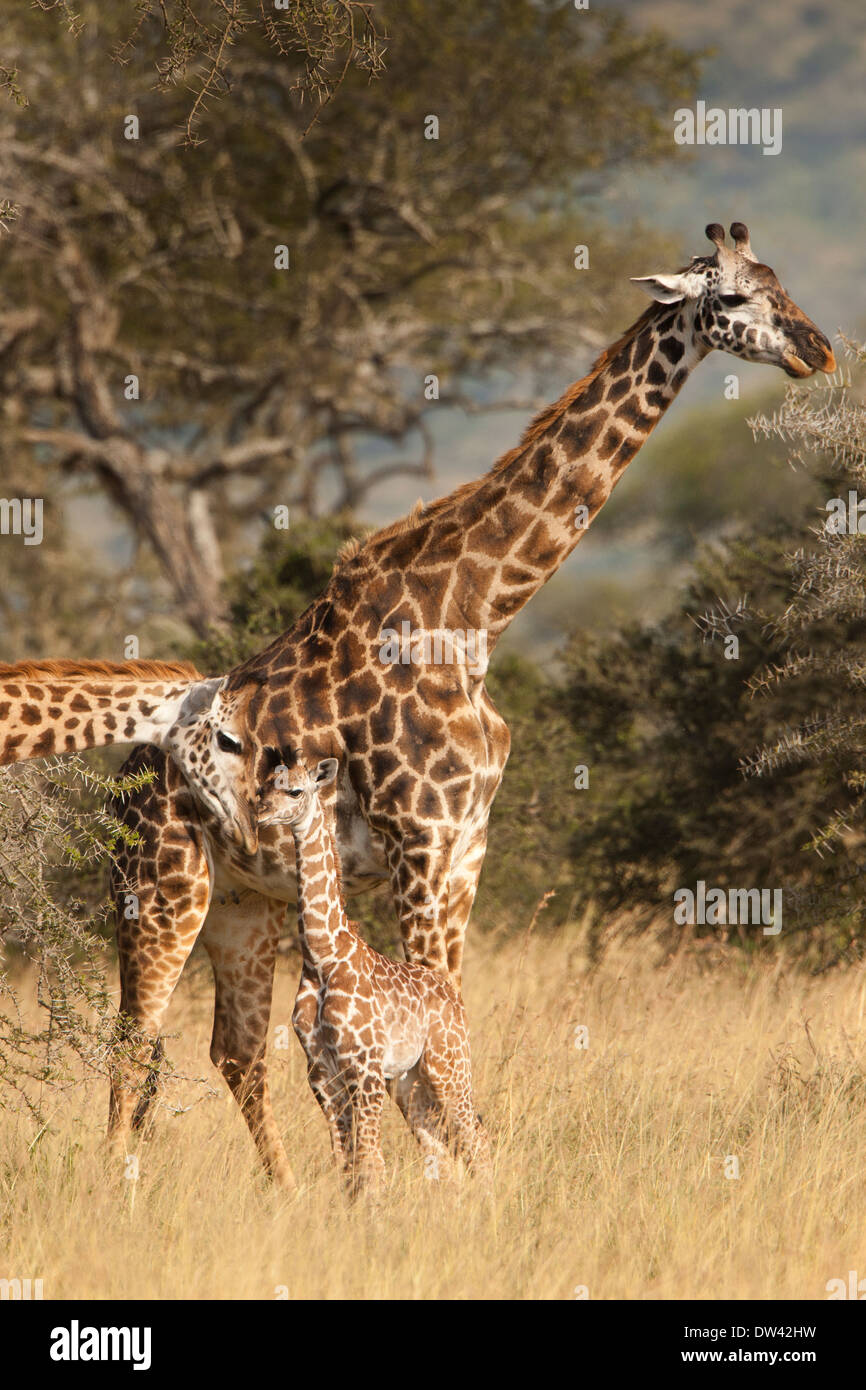 Ou les plaines Masai Giraffe Family Banque D'Images