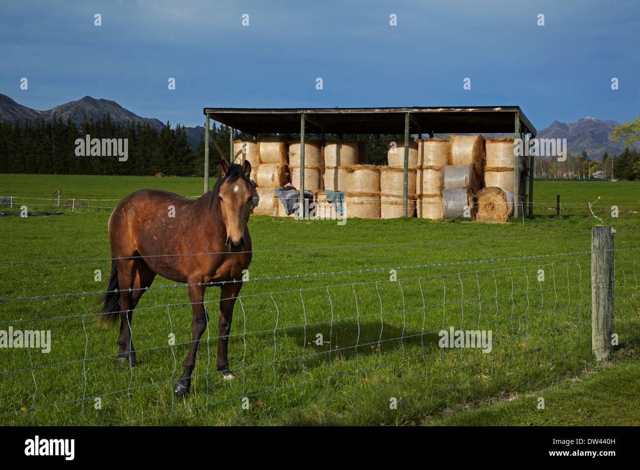 Cheval et grange à foin près de Hanmer Springs, North Canterbury, île du Sud, Nouvelle-Zélande Banque D'Images