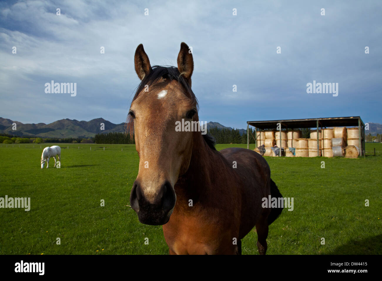 Cheval et grange à foin près de Hanmer Springs, North Canterbury, île du Sud, Nouvelle-Zélande Banque D'Images