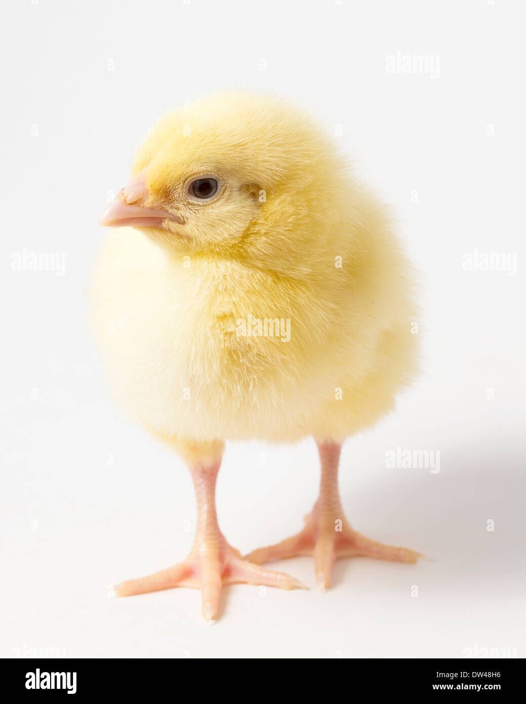 Un seul poussin poulet sur un fond blanc Banque D'Images