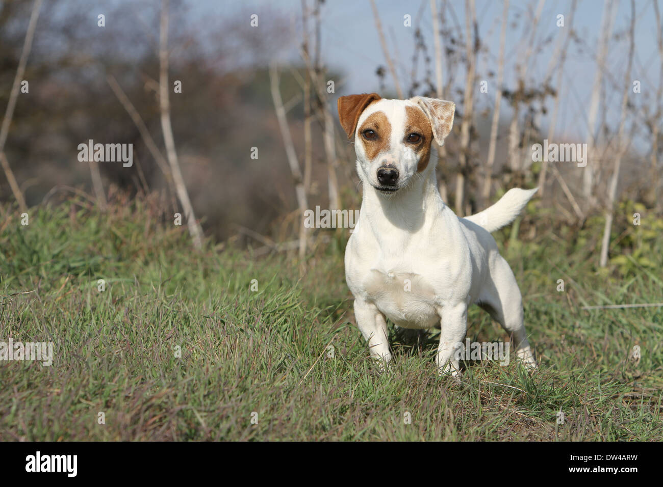 Chien Jack Russel terrier / adulte dans un pré Banque D'Images