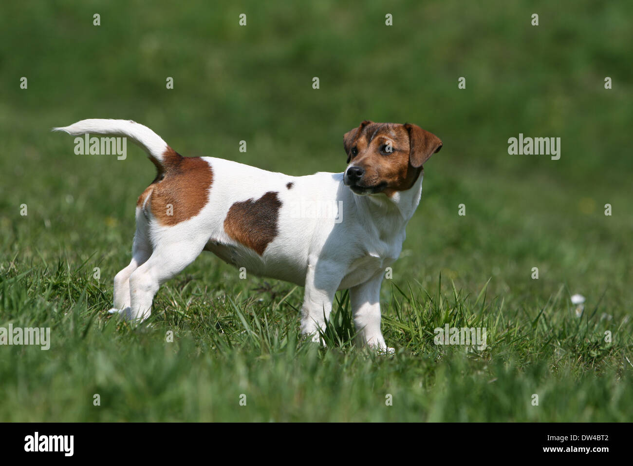 Chien Jack Russel Terrier Adulte Dans Un Pré Banque D