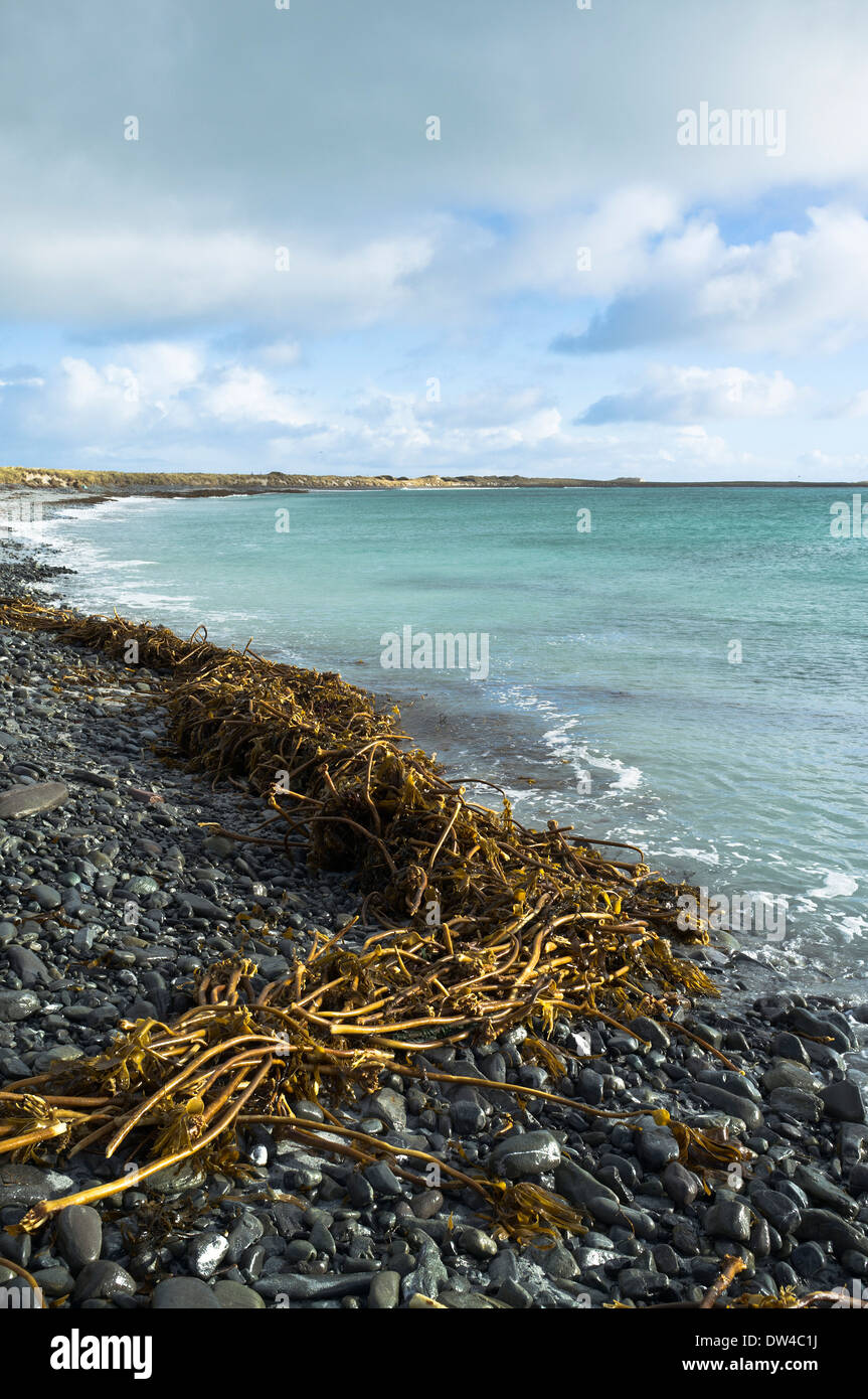 dh Newark Bay SANDAY ORKNEY Scottish Kelp mer lavé à terre sur la plage d'hiver de stoney, algues écossaises Banque D'Images