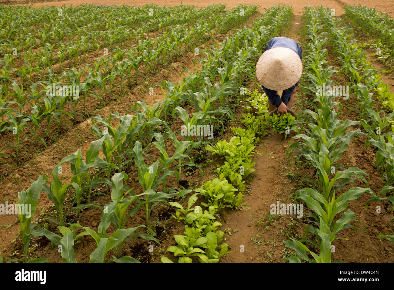 Exploitant agricole travaillant dans les champs à proximité de Hoi An Banque D'Images