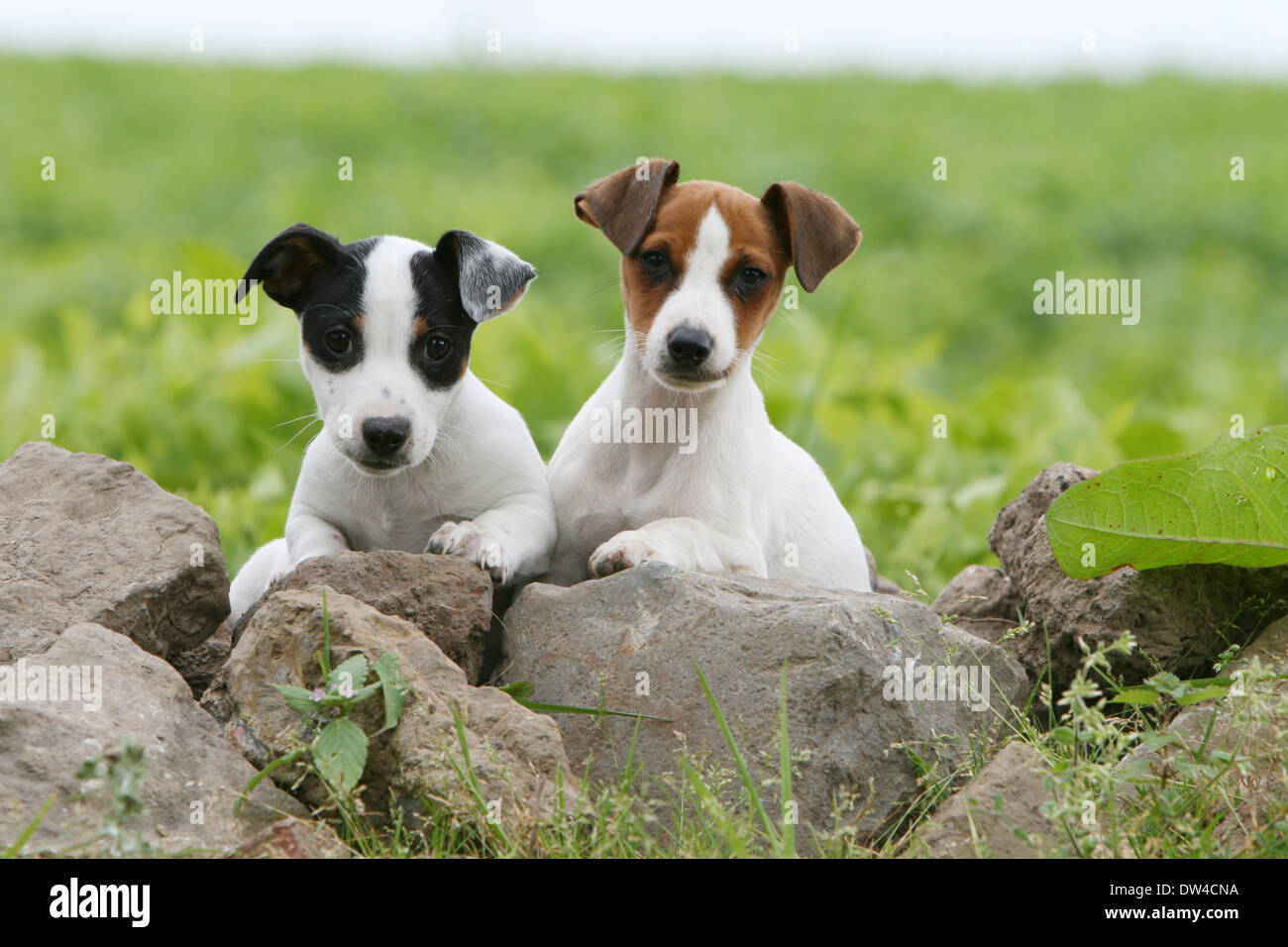 Chien Jack Russel terrier / deux chiots couchés sur les rochers Photo Stock  - Alamy