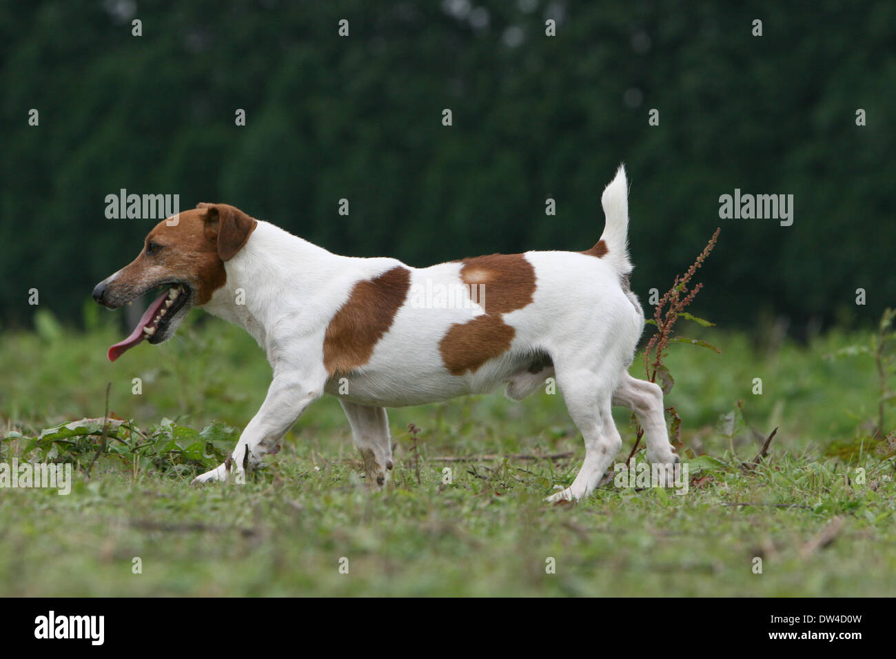 Chien Jack Russel Terrier Adulte Fonctionnant Dans Un Pré