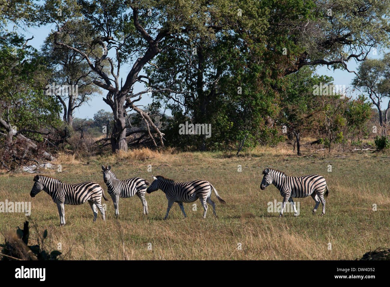 Un troupeau de zèbres rôdant près du Camp Eagle Island Camp par Orient Express , en dehors de la Moremi au Botswana. Chobe Banque D'Images