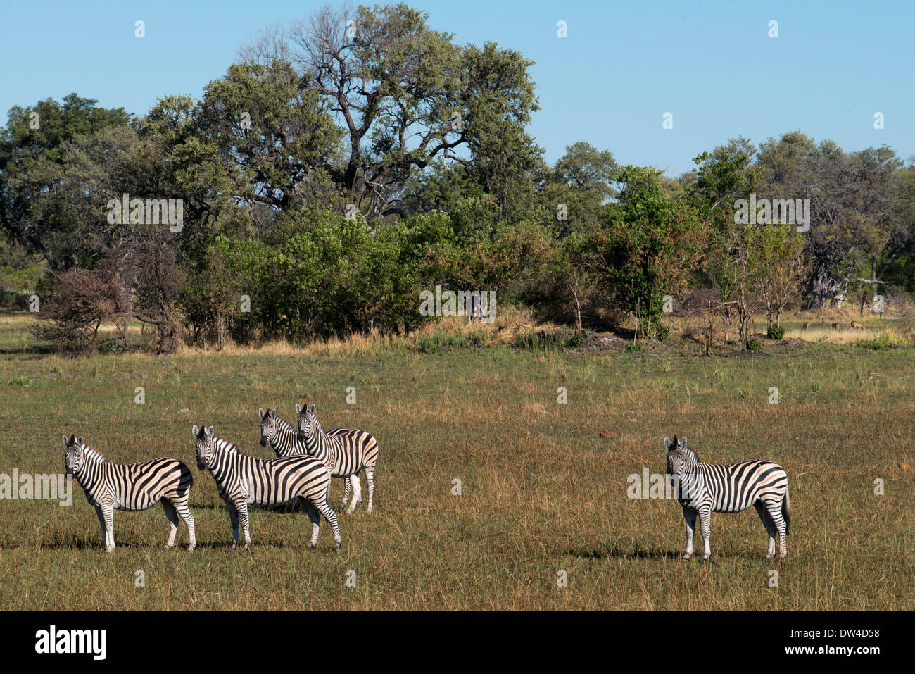 Un troupeau de zèbres rôdant près du Camp Eagle Island Camp par Orient Express , en dehors de la Moremi au Botswana. Chobe Banque D'Images