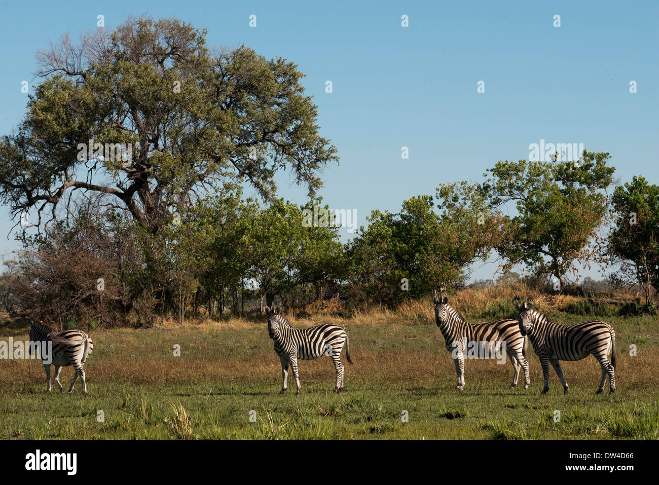 Un troupeau de zèbres rôdant près du Camp Eagle Island Camp par Orient Express , en dehors de la Moremi au Botswana. Chobe Banque D'Images