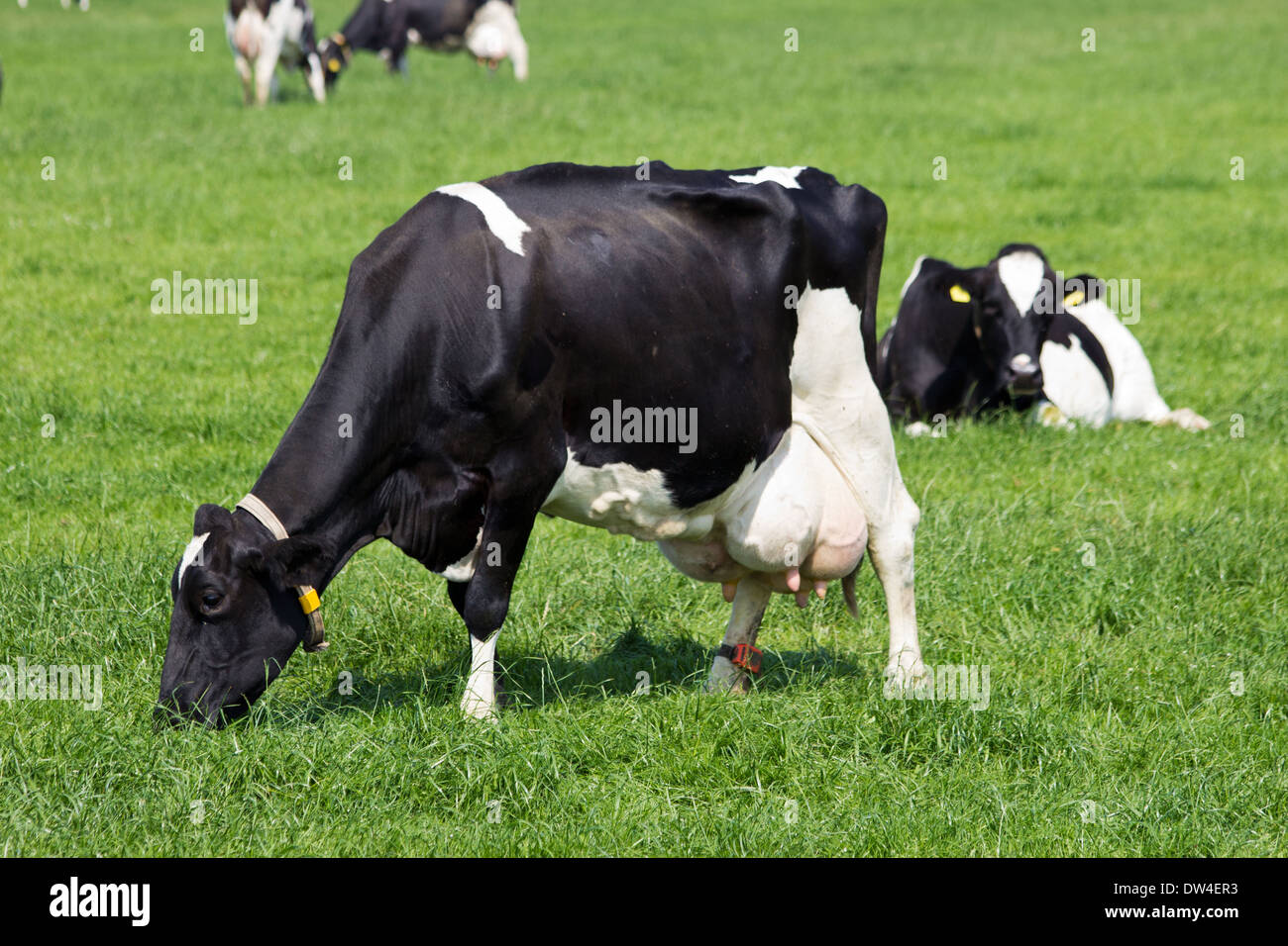 Le noir et blanc vaches dans un pâturage. Banque D'Images