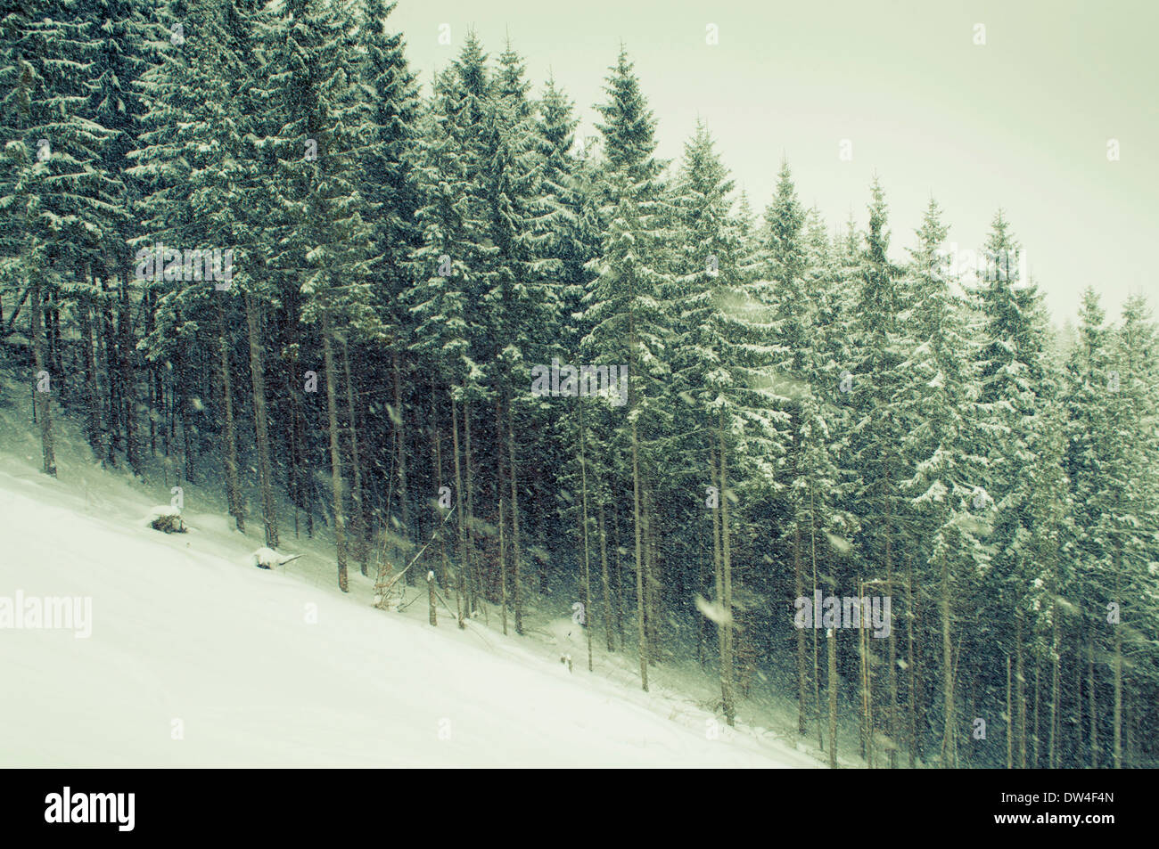 Paysage de neige d'hiver de sapins sur les pentes de montagne Banque D'Images