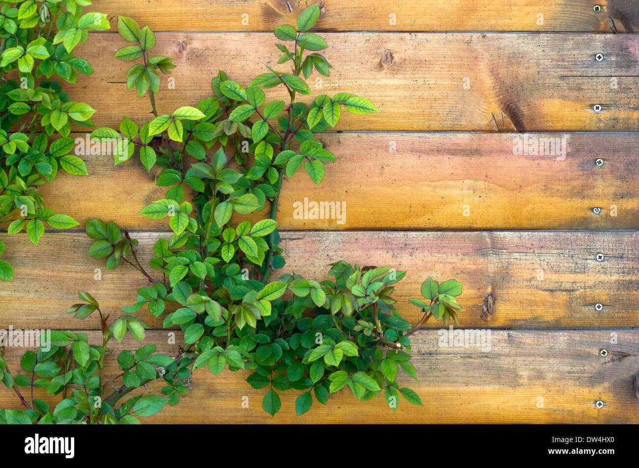 Feuilles de la rose est une plante sur le mur en bois. Banque D'Images