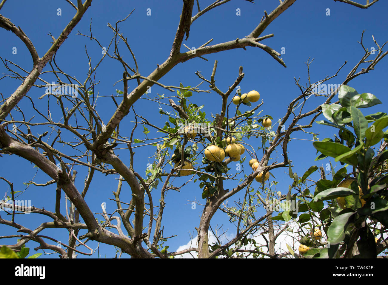 Citrus greening maladie affecte un pamplemousse arbre dans la rivière Indian District d'agrumes sur la côte est de la Floride. Banque D'Images