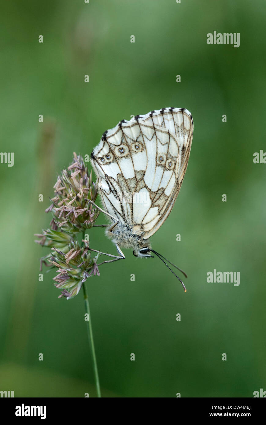 Papillon blanc marbré, Melanargia galathea Banque D'Images