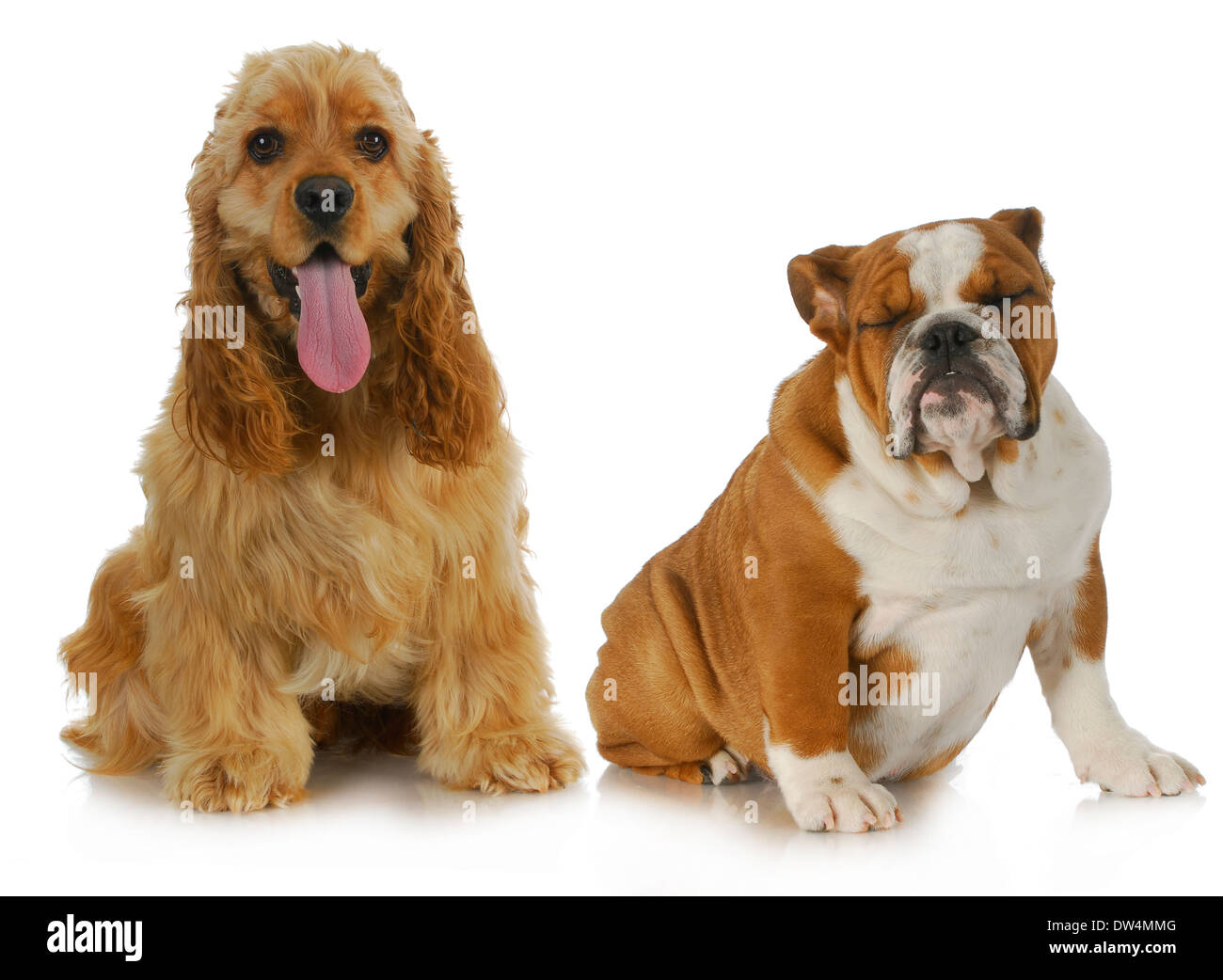 Deux chiens - Cocker américain et bulldog Anglais assis à côté de l'autre sur fond blanc Banque D'Images