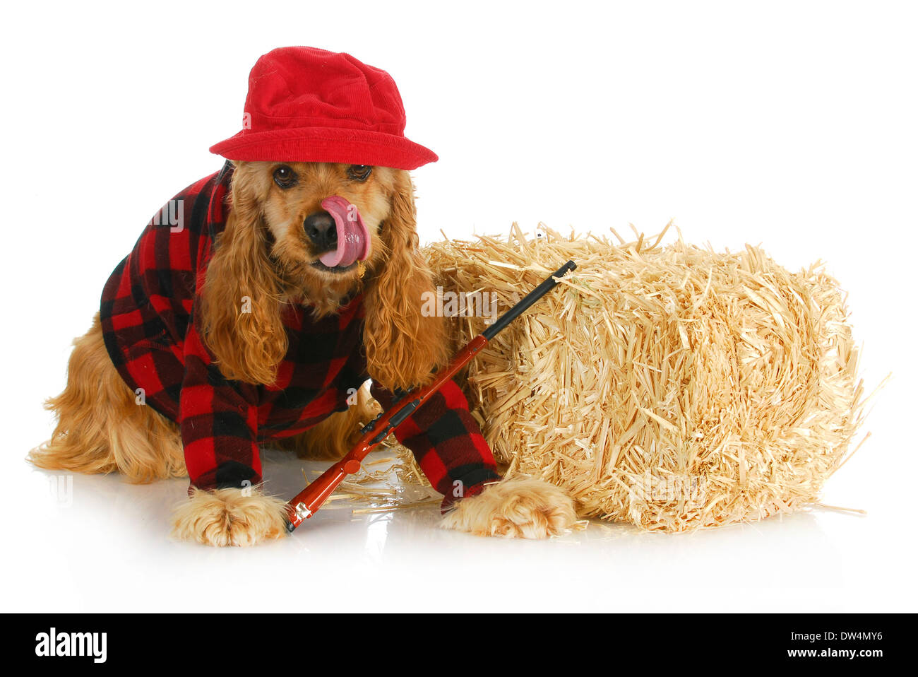 Chien de chasse cocker anglais portant chemise à carreaux et red hat avec  carabine assise à côté de botte de paille Photo Stock - Alamy