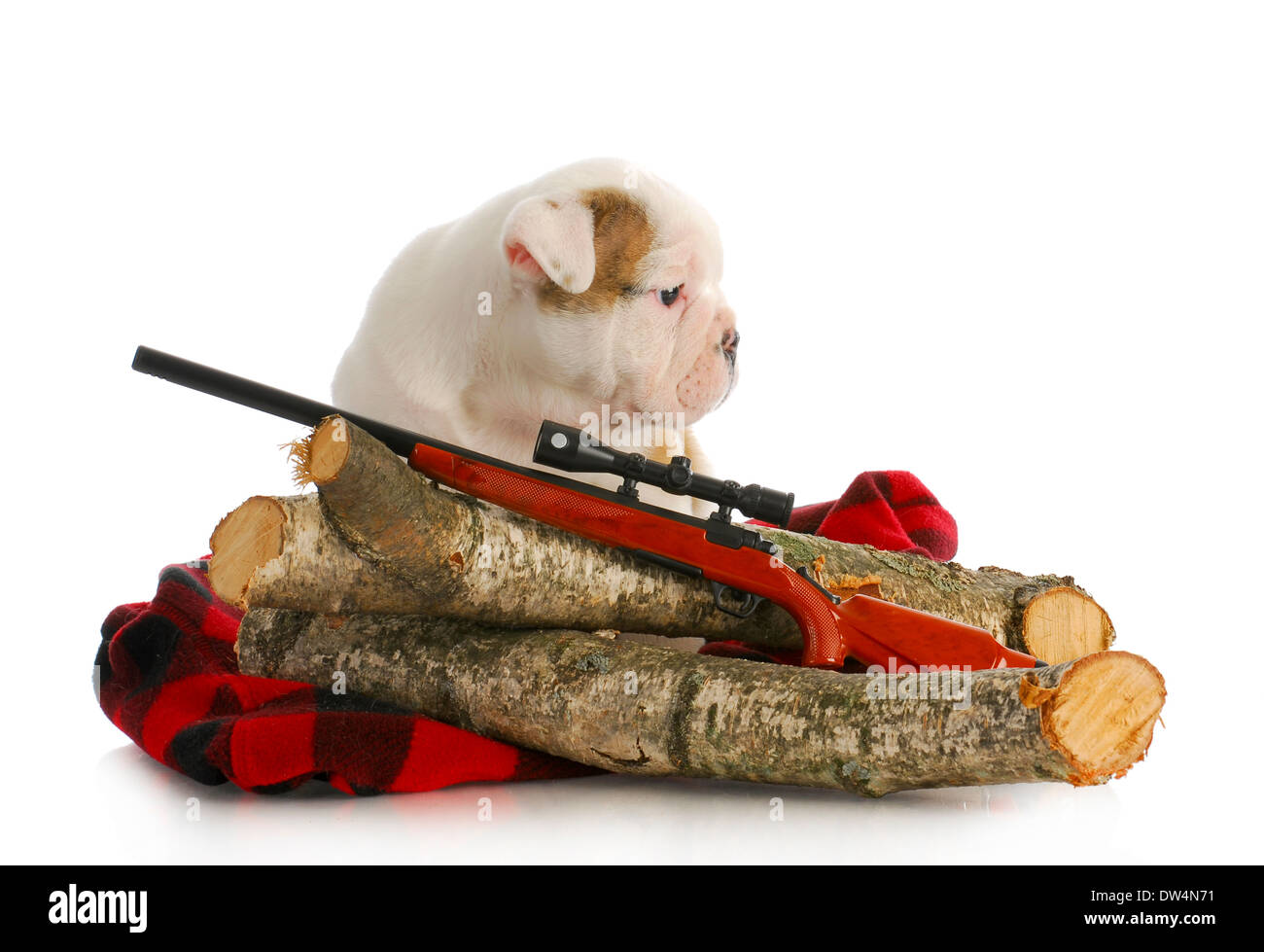 Chien de chasse - chiot bouledogue anglais assis derrière des troncs avec fusil Banque D'Images