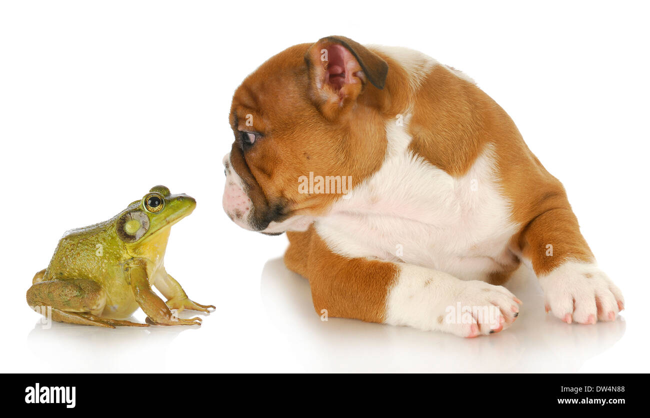 Bulldog et bullfrog - bulldog Anglais et bullfrog isolé sur fond blanc Banque D'Images