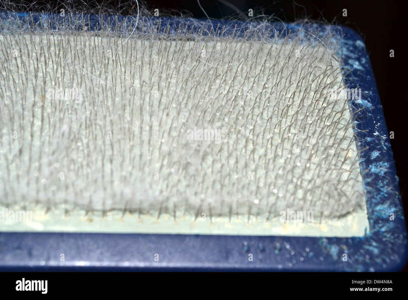 Poils de chien pris dans brosse chien Banque D'Images